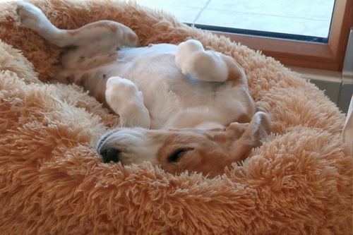Kundenmeinung Peaceful Pooch Hundekissen