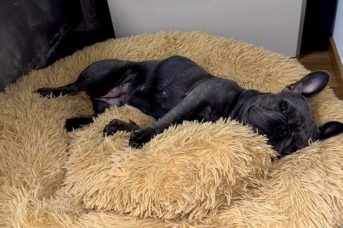 Peaceful Pooch Hundekissen