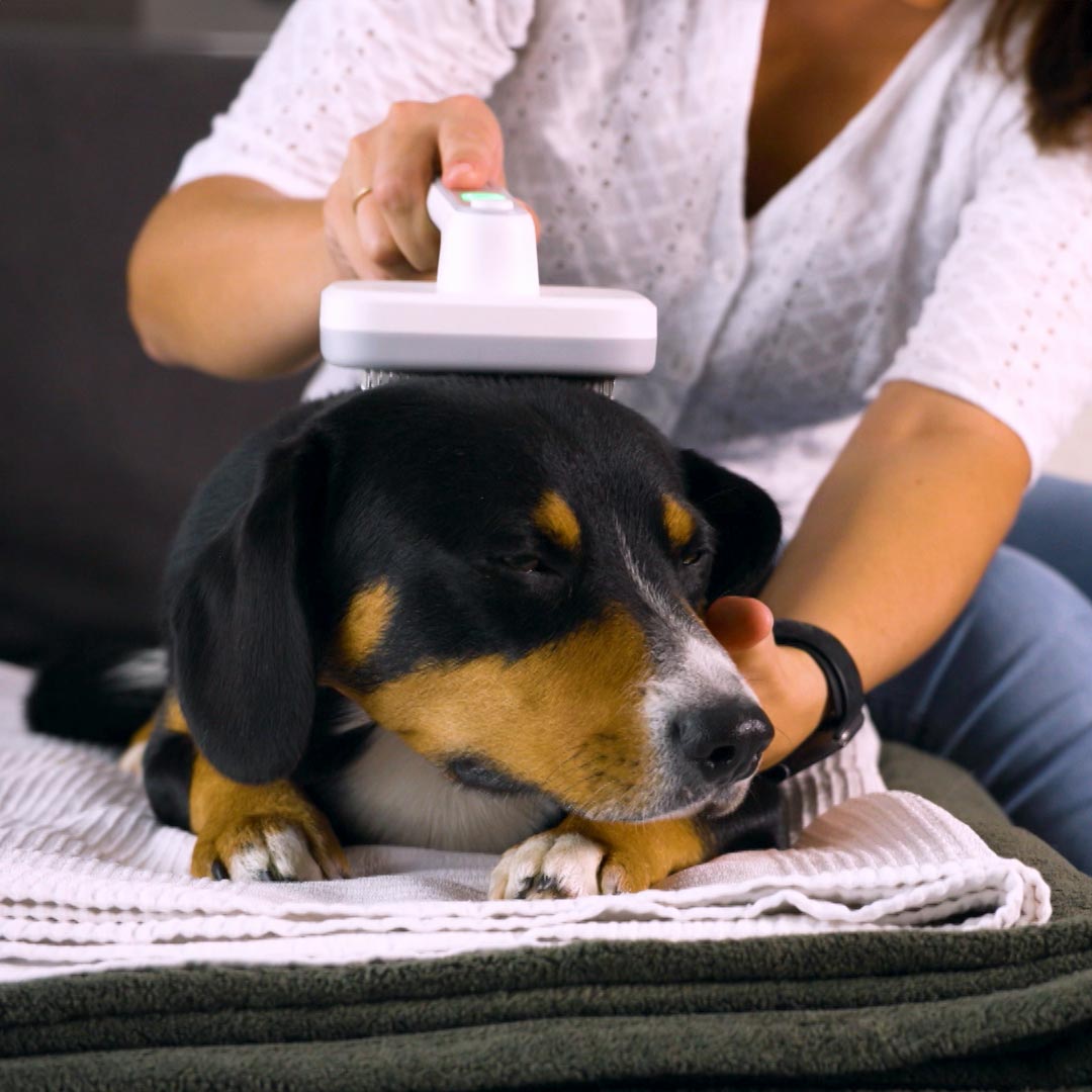 Ein Hund wird mit der PiddiPet IonBrush sanft gebürstet – für entspannte Fellpflege auf dem Sofa.