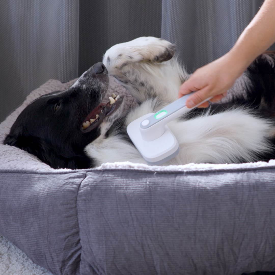 Ein Hund liegt entspannt im Körbchen und wird mit der PiddiPet IonBrush gebürstet.