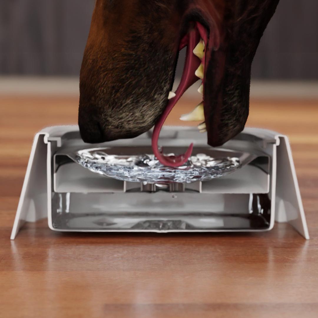 BelloBuddy Wassernapf für Hunde