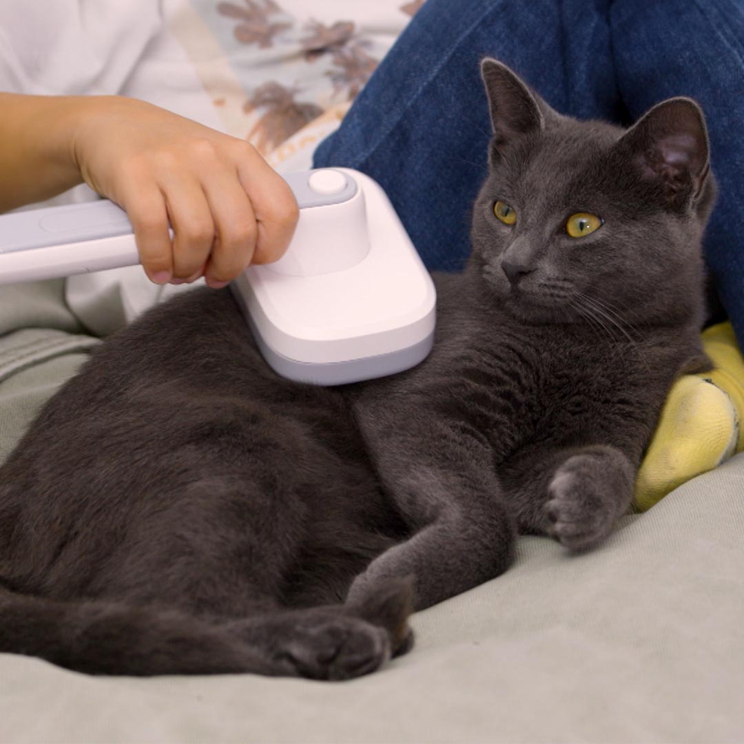 Katze wird sanft mit der PiddiPet IonBrush gebürstet – für Fellpflege ohne statische Aufladung.