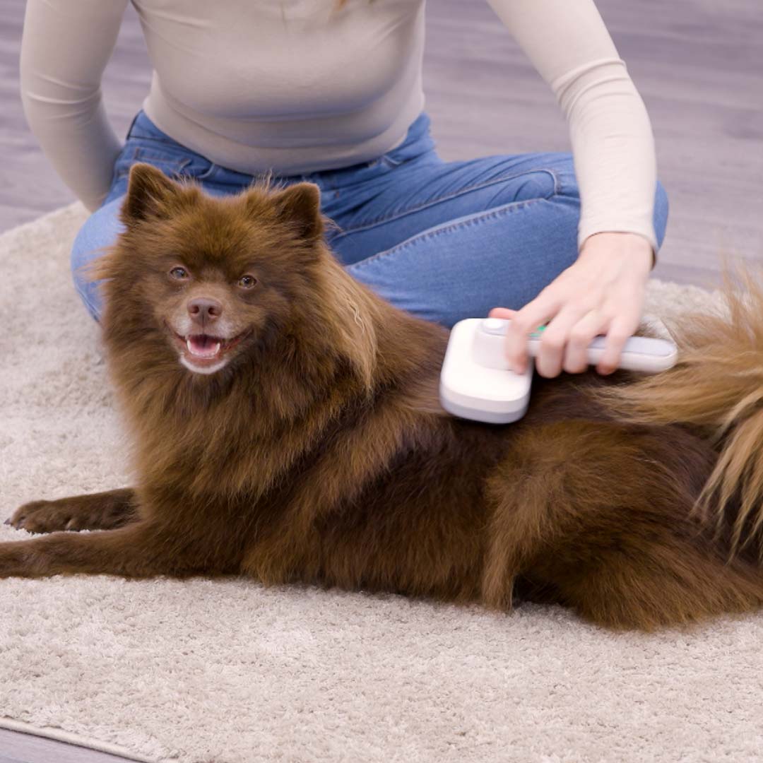 Ein Hund wird mit der PiddiPet IonBrush gebürstet – sanfte Fellpflege mit antistatischer Wirkung.