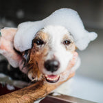 Hund beim Einseifen während der Fellpflege – ideal mit dem Aquadon EcoTornado Duschkopf.