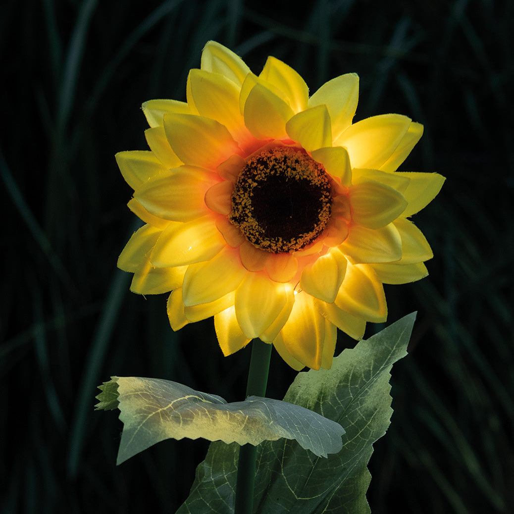Solar Sonnenblume