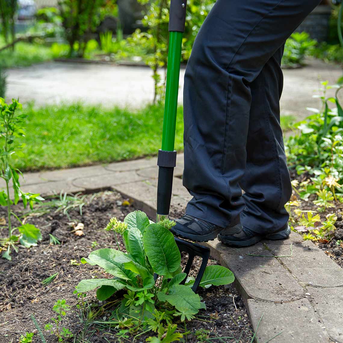 Mit Hammersmith Spatengabel Aufsätze eine Pflanze im garten ausheben