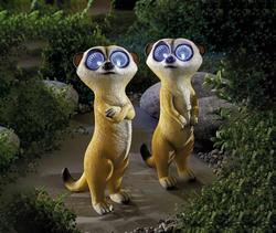 Erdmännchen-Duo  Elsa und Eddie