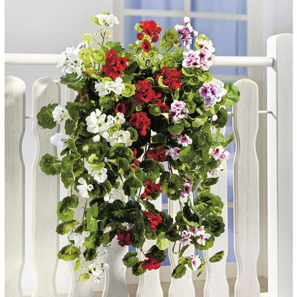 Hängegeranien Weiß